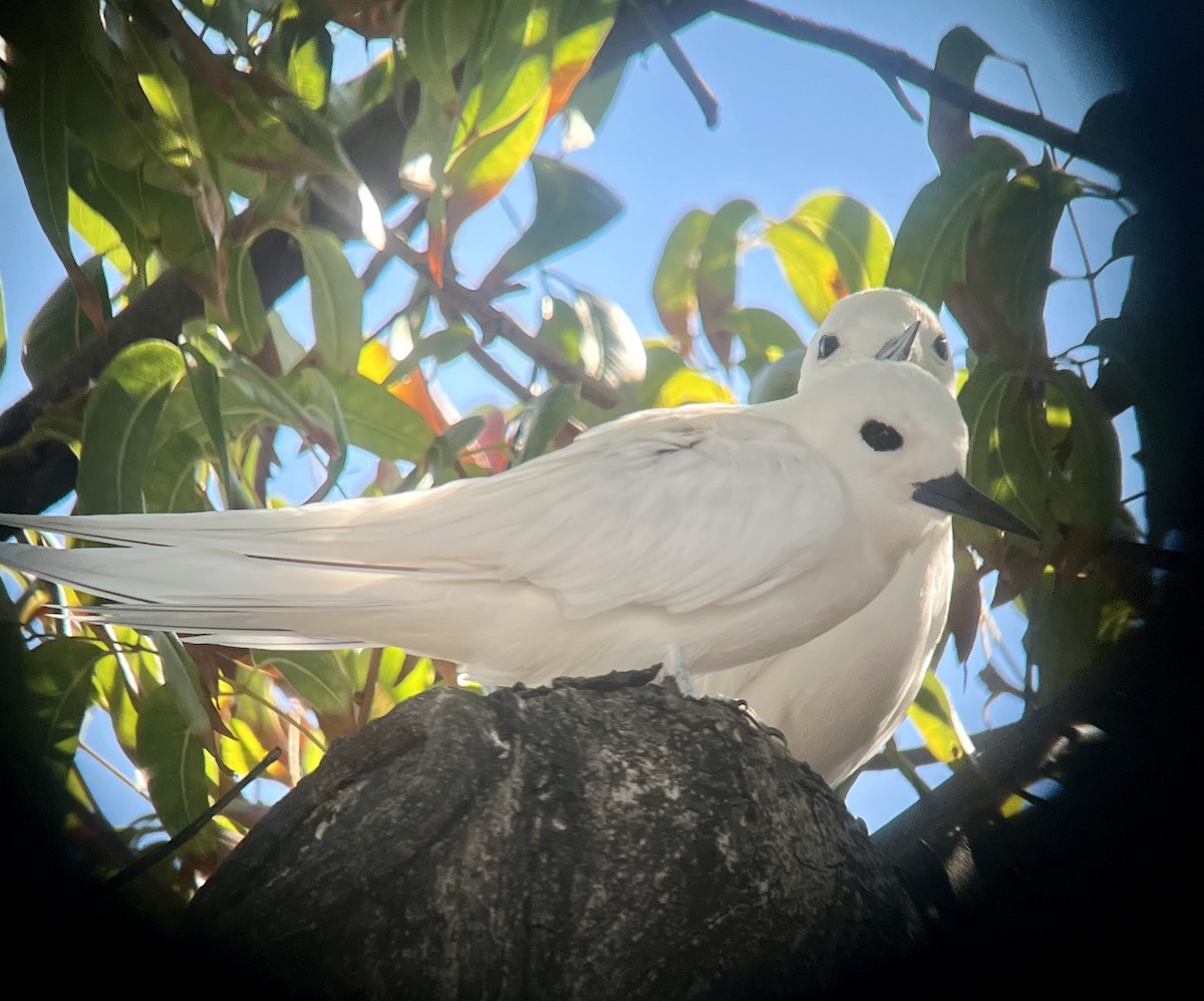 Blue-billed White-Tern - ML646350063