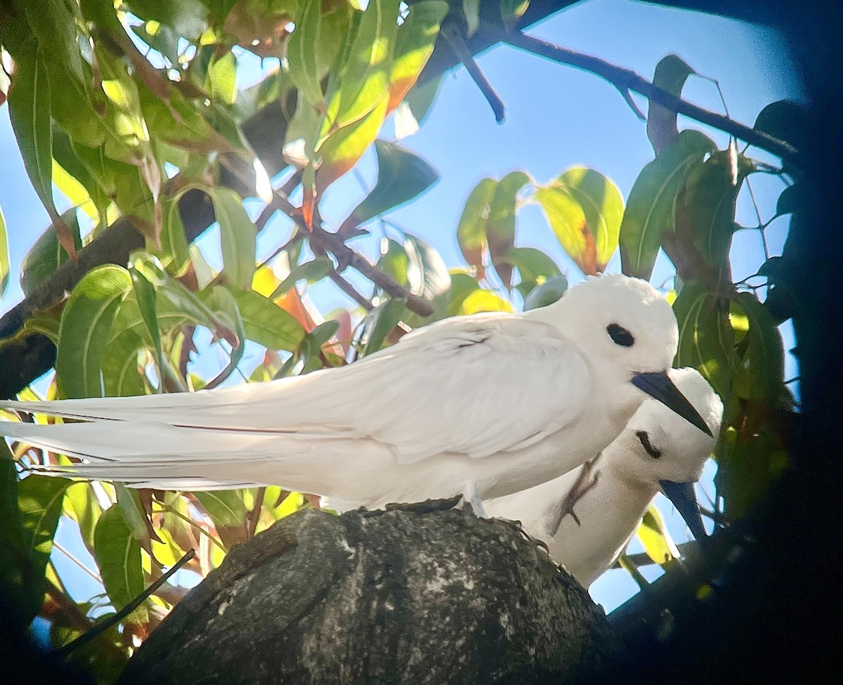 Blue-billed White-Tern - ML646350064