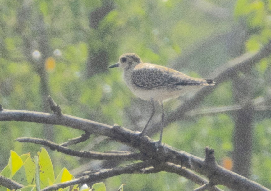 Pacific Golden-Plover - ML646350066