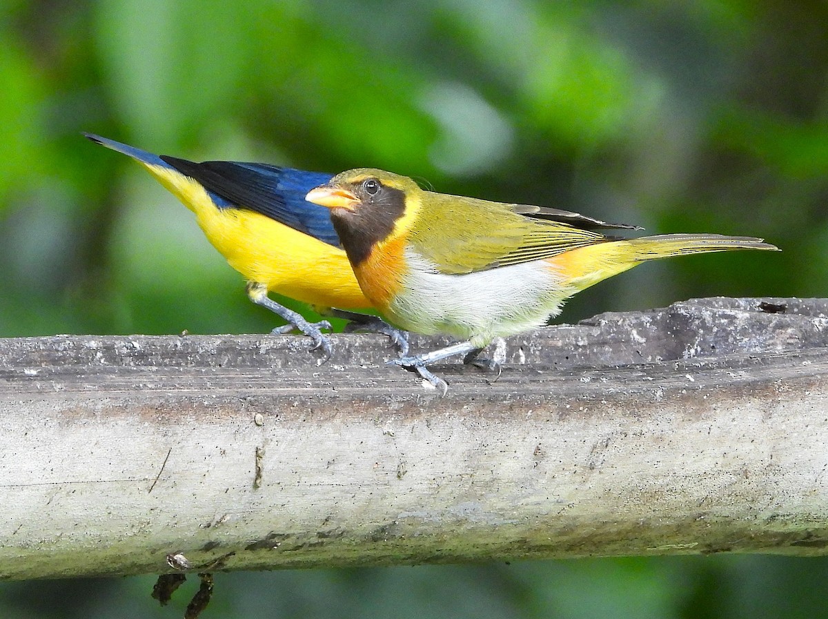 Guira Tanager - ML646350067