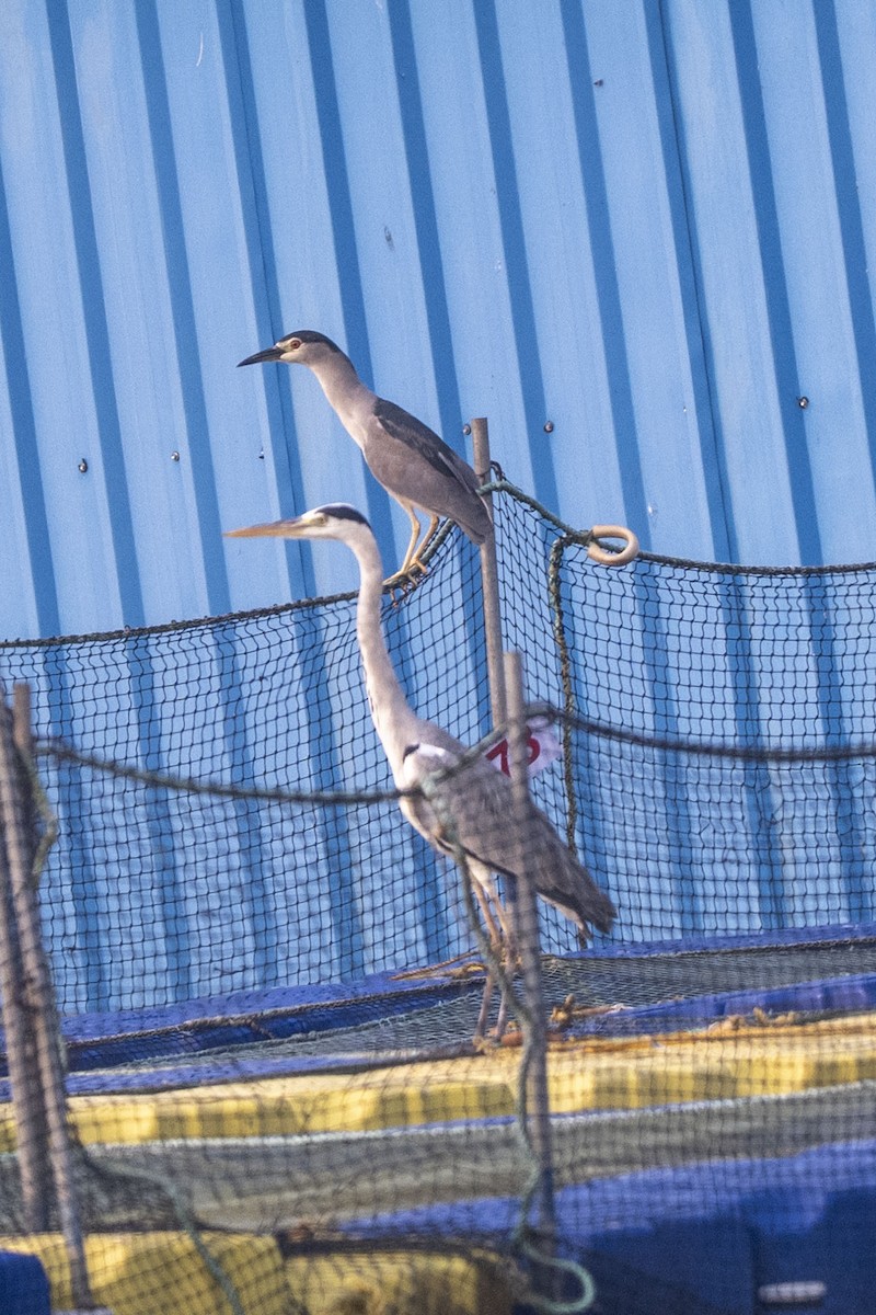 Black-crowned Night Heron - ML646350068