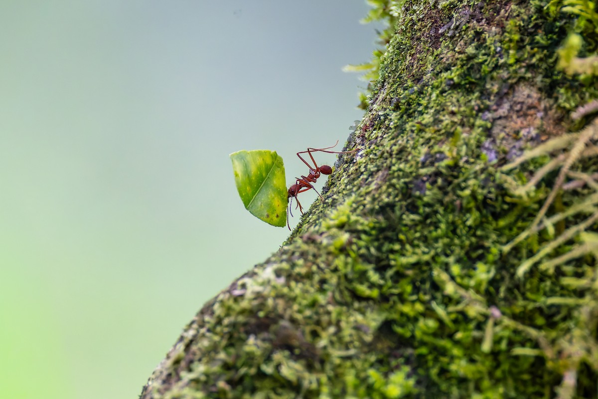 Atta Leaf-cutter Ants - ML646350071