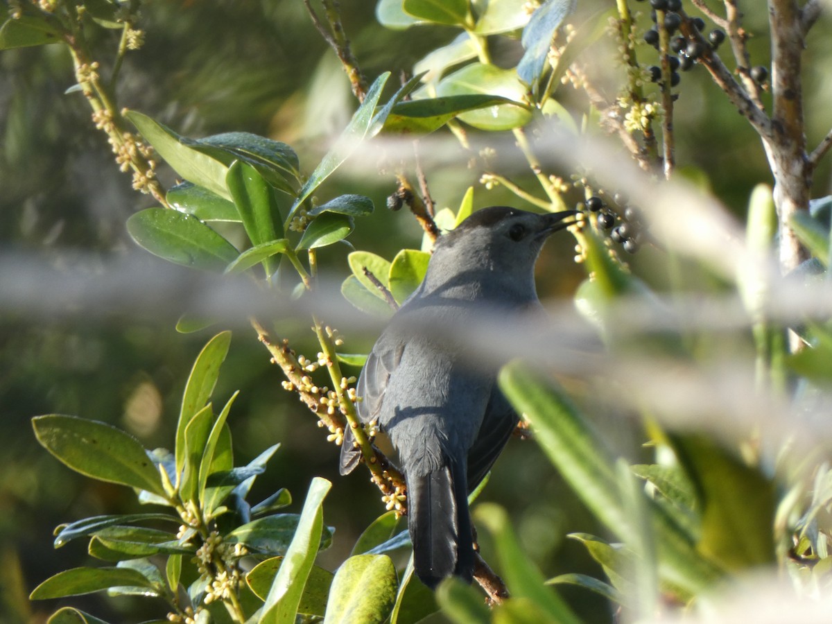 Gray Catbird - ML646350074