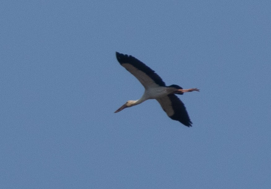 Asian Openbill - ML646350078