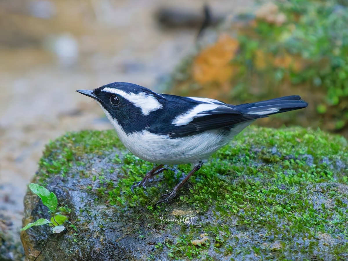Little Pied Flycatcher - ML646350081