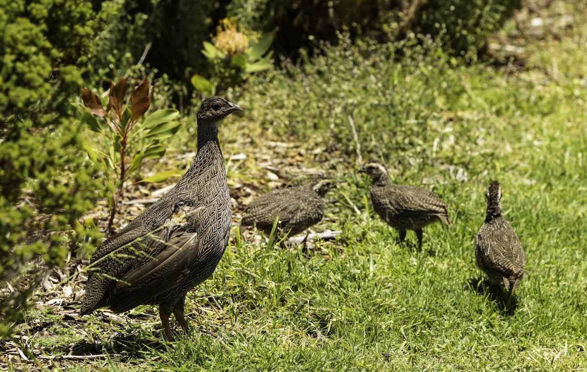 Cape Spurfowl - ML646350082