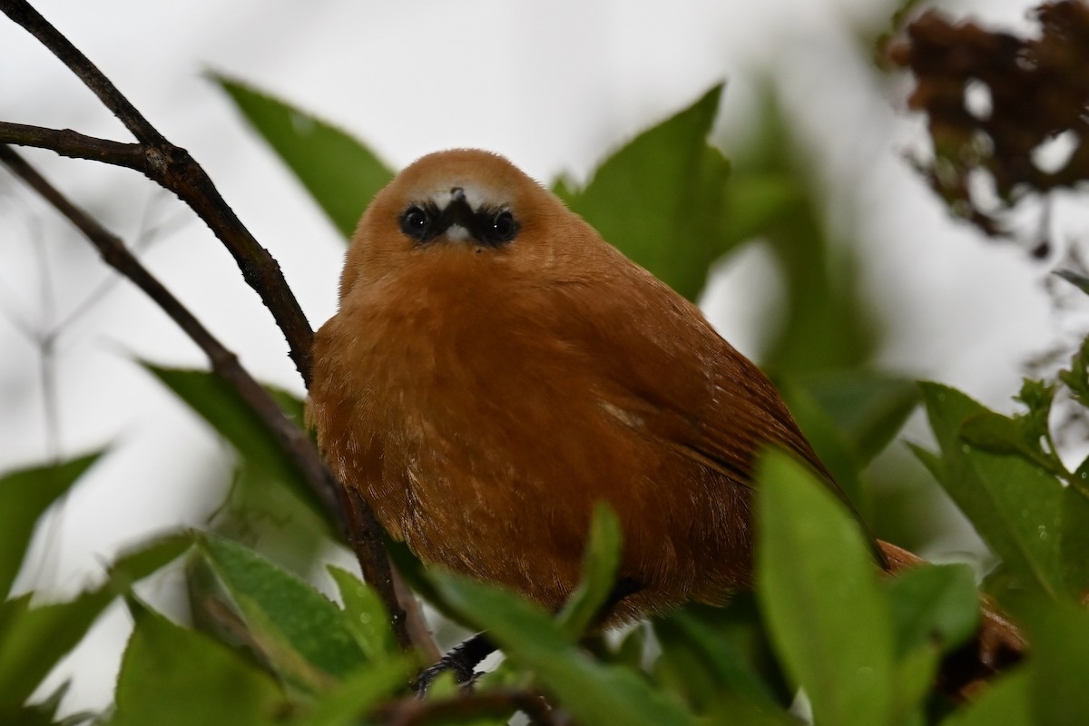 Rufous Wren - ML646350085