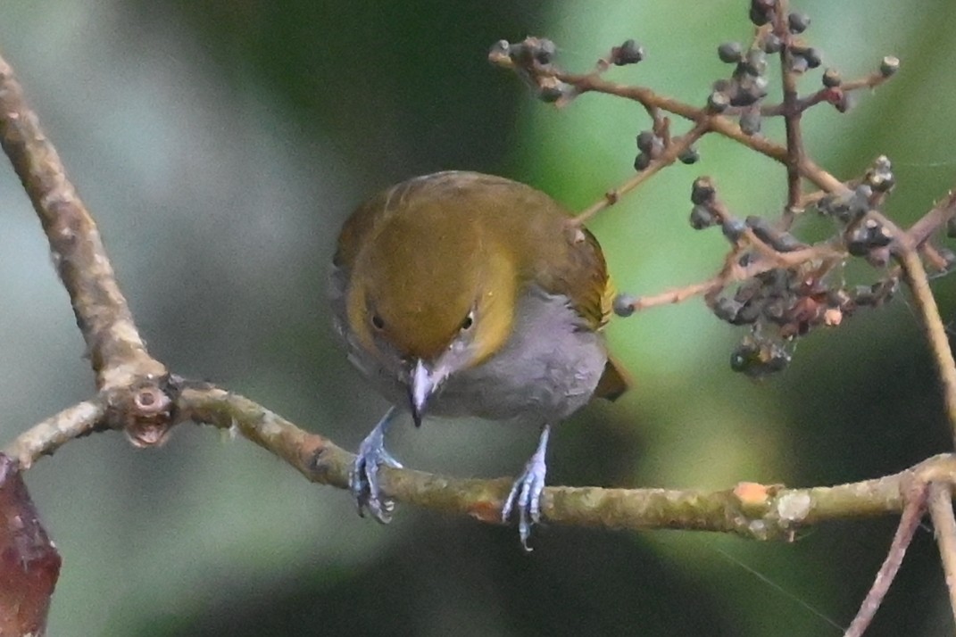Yellow-throated Chlorospingus - ML646350086