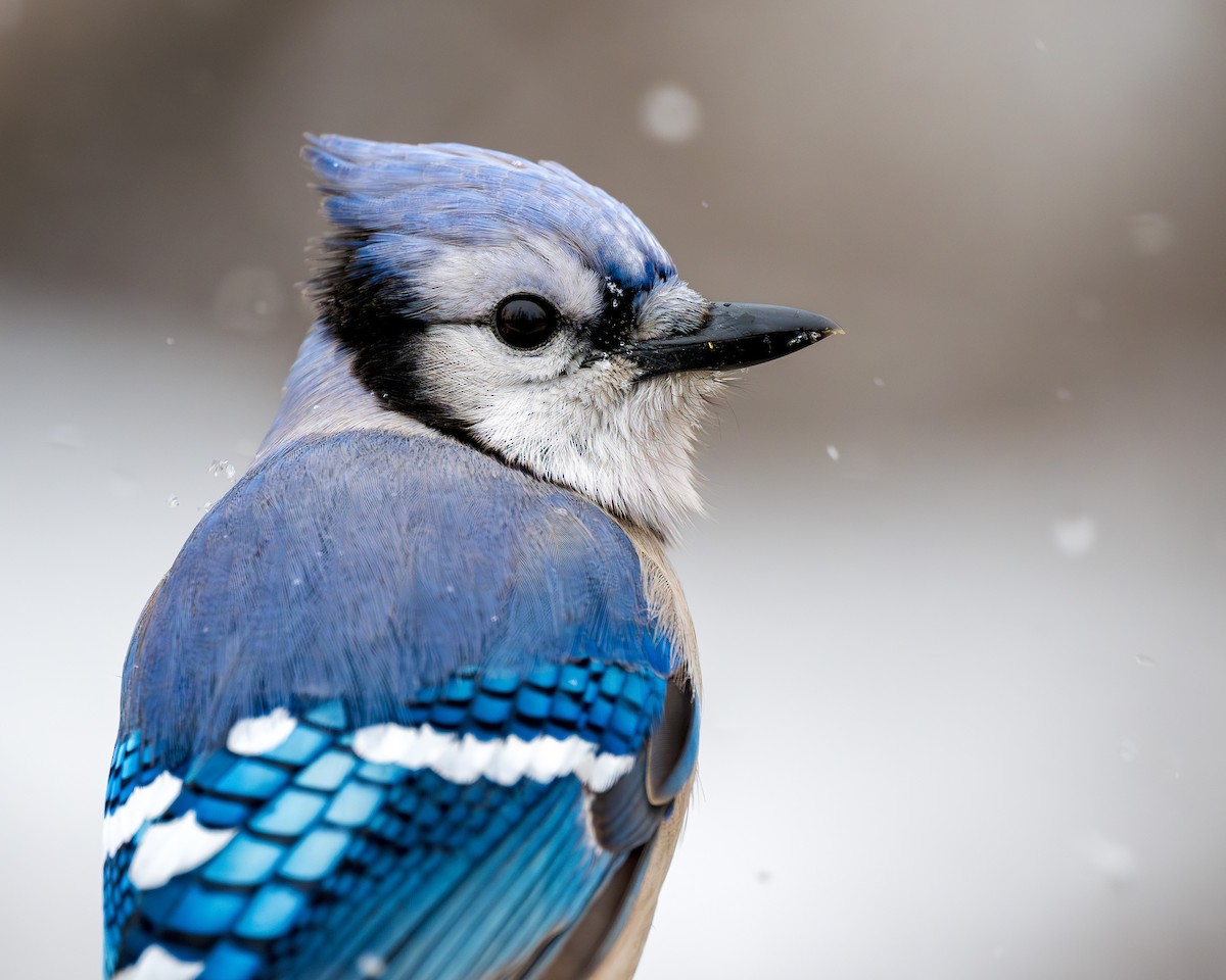 Blue Jay - ML646350087