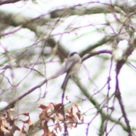 Carolina Chickadee - ML646350088