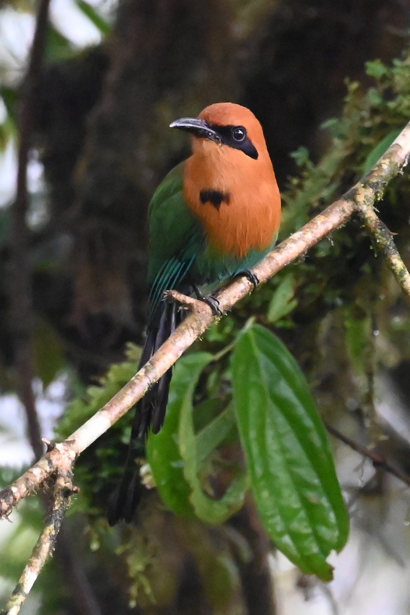 Broad-billed Motmot - ML646350089