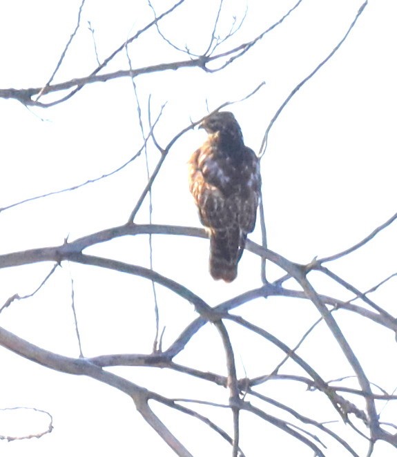 Red-shouldered Hawk - ML646350090