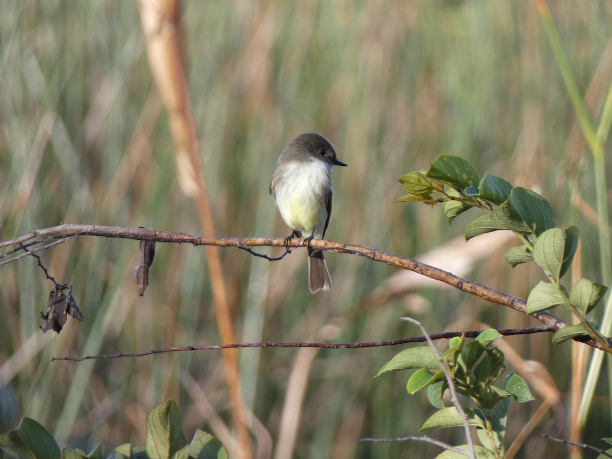 Eastern Phoebe - ML646350091