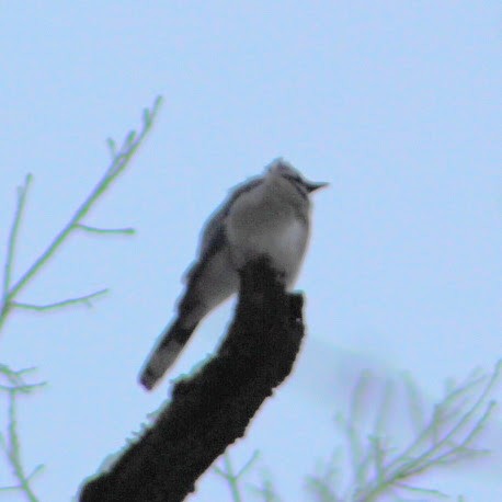 Blue Jay - ML646350092