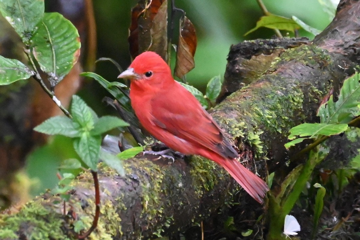 Summer Tanager - ML646350094