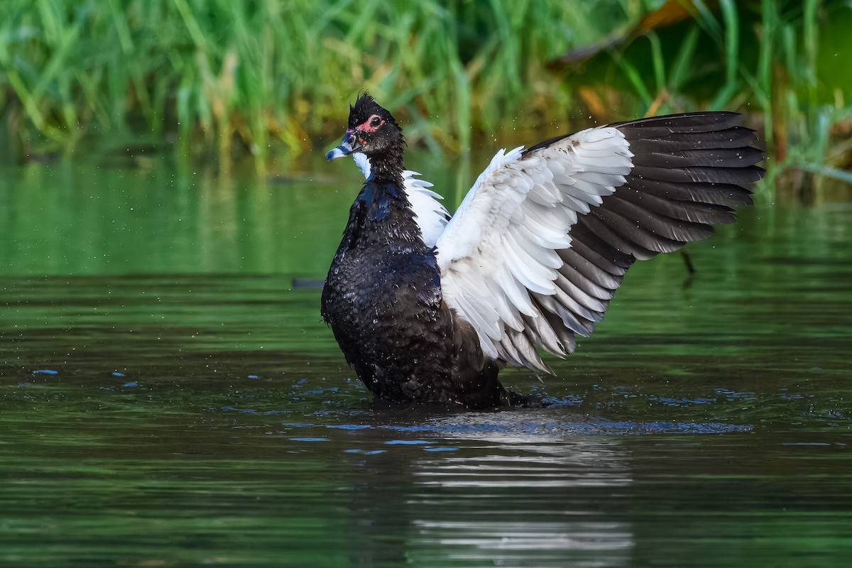 疣鼻棲鴨 - ML646350098