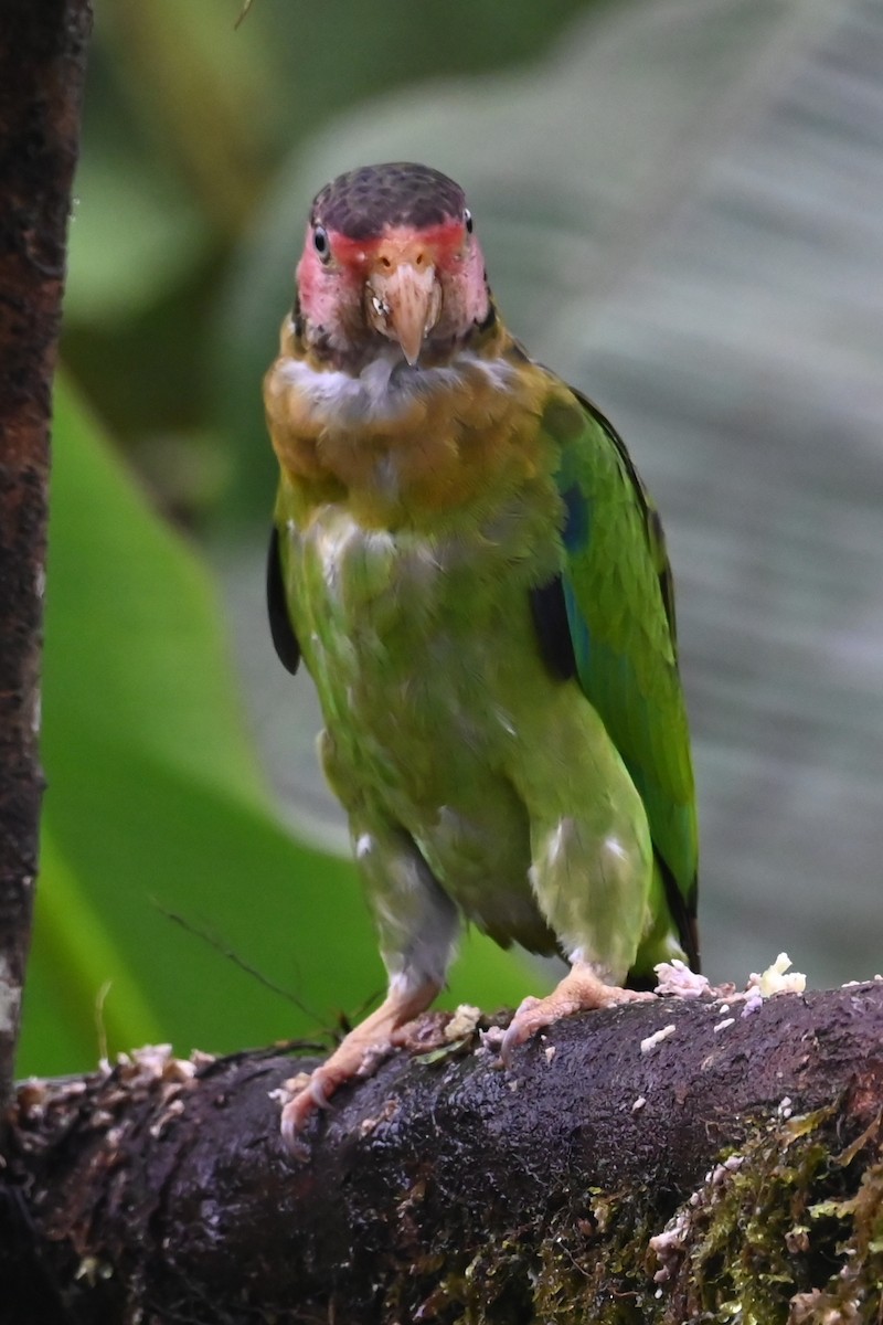 Rose-faced Parrot - ML646350099