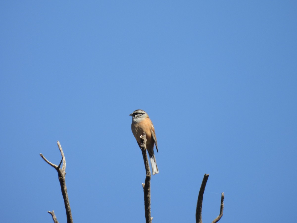 Rock Bunting - ML646350100