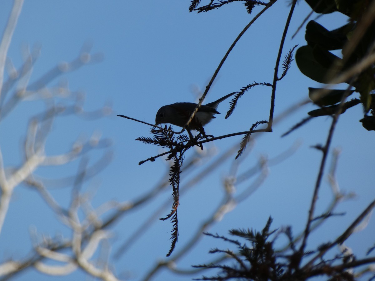 Blue-gray Gnatcatcher - ML646350101
