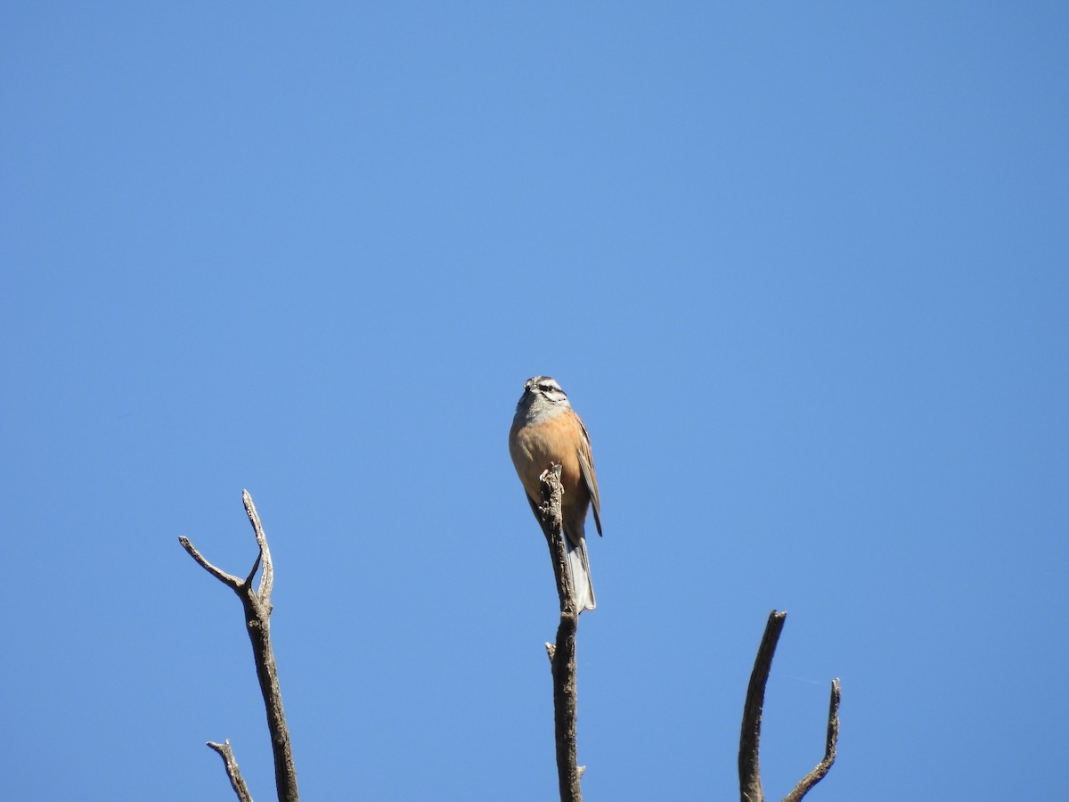 Rock Bunting - ML646350102