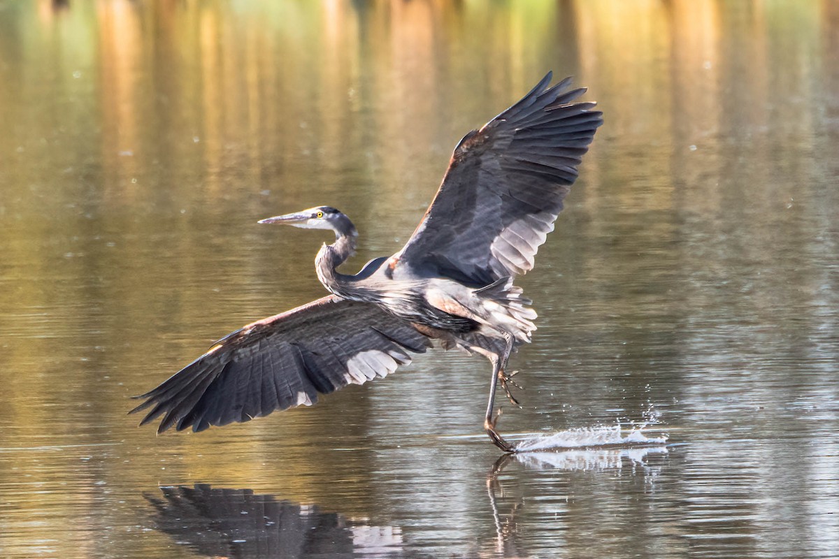 Great Blue Heron - ML646350103