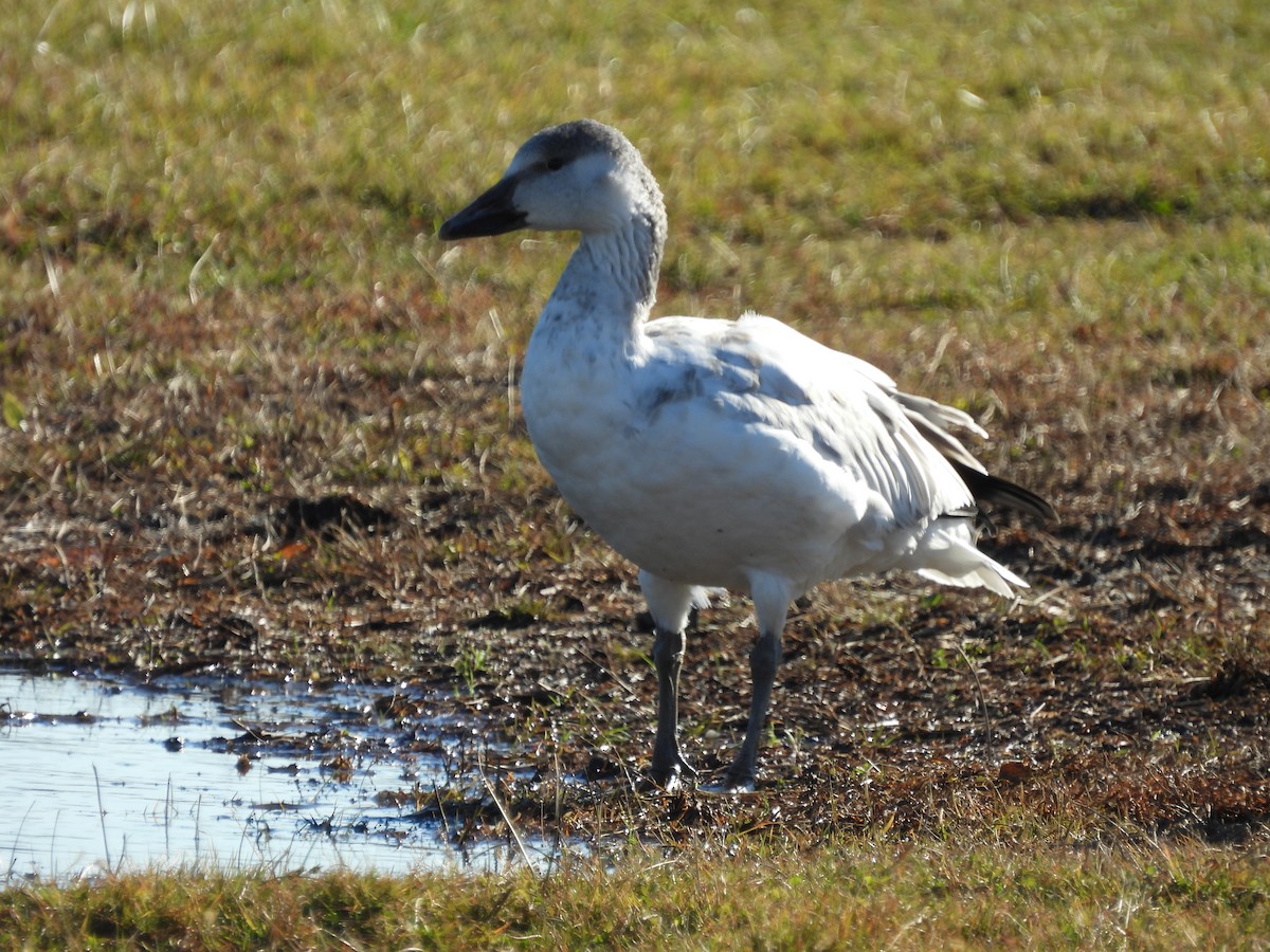 Snow Goose - ML646350104