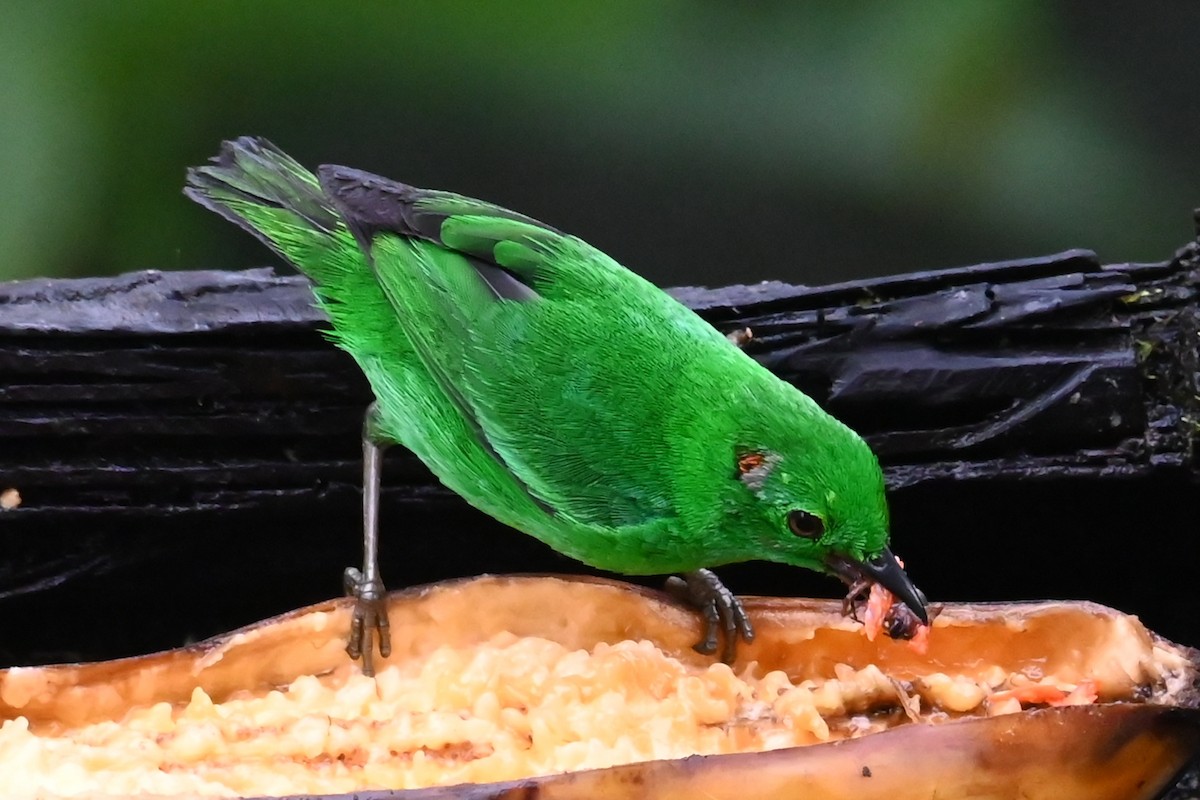 Glistening-green Tanager - ML646350105