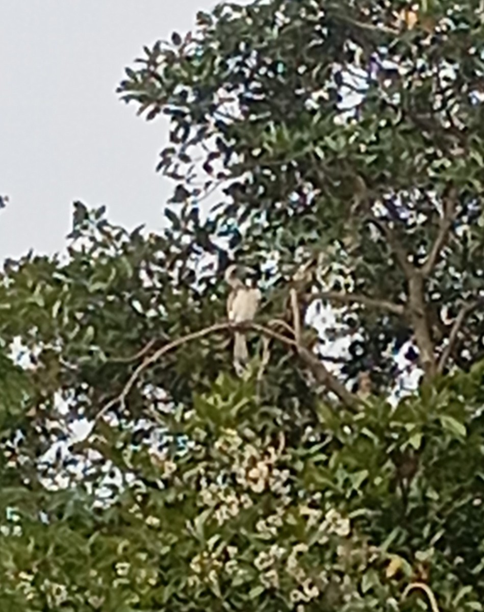 Indian Gray Hornbill - ML646350106