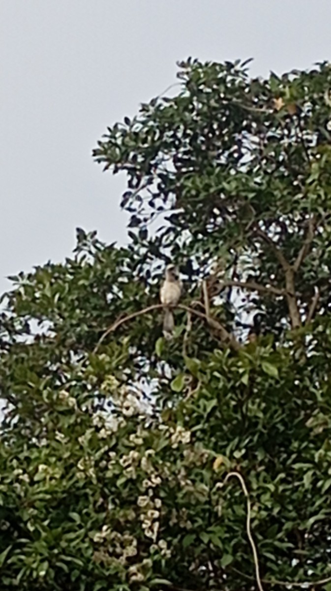 Indian Gray Hornbill - ML646350107