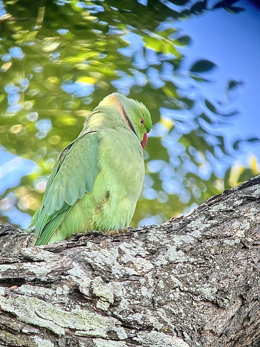 紅領綠鸚鵡 - ML646350108