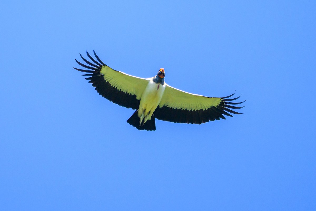 King Vulture - ML646350109