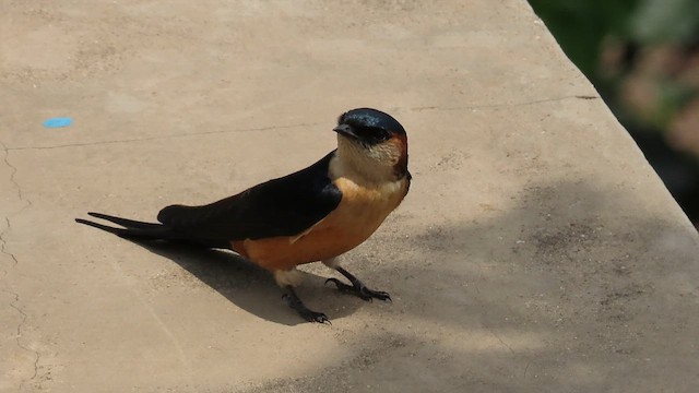 vlaštovka velká - ML646350117