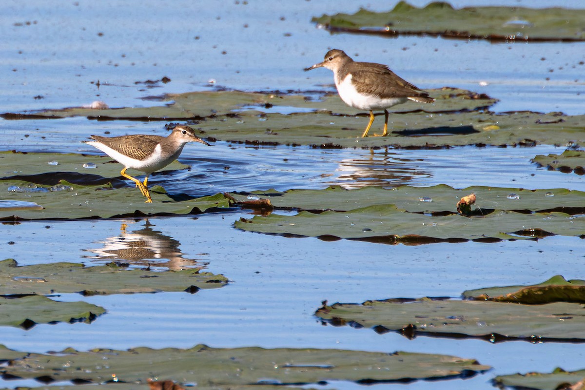 Spotted Sandpiper - ML646350118