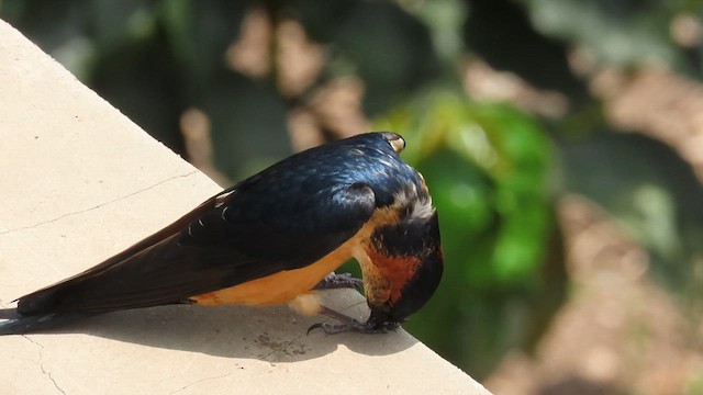 vlaštovka velká - ML646350119