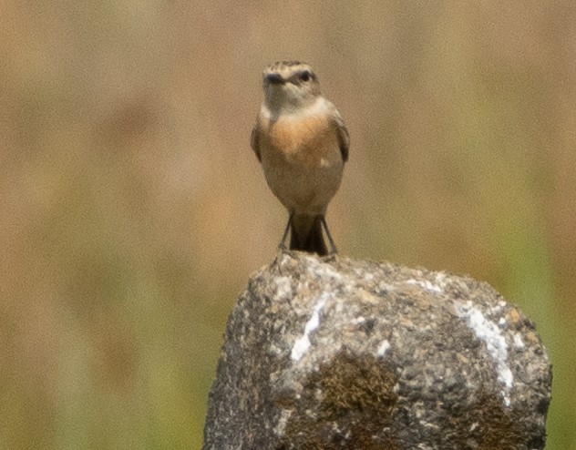 Siberian Stonechat - ML646350120