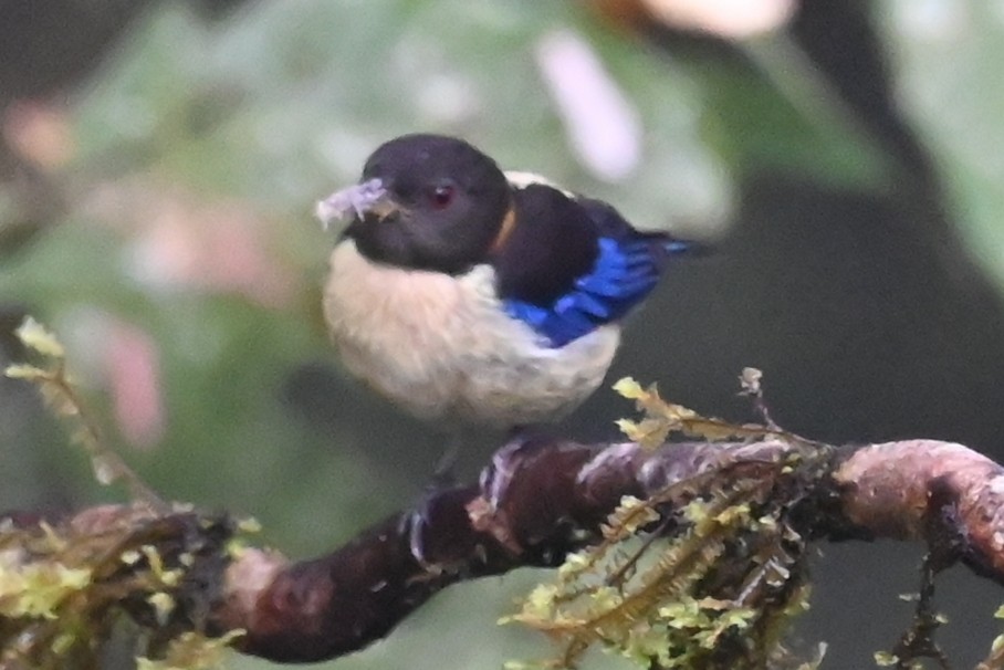 Golden-collared Honeycreeper - ML646350121