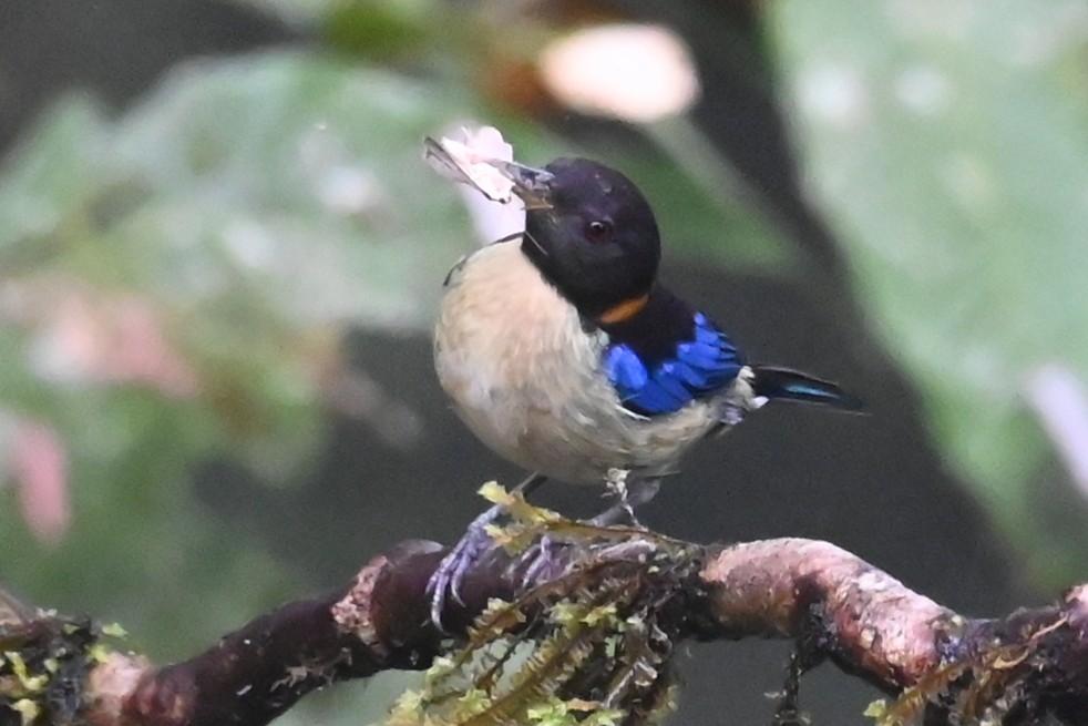 Golden-collared Honeycreeper - ML646350122