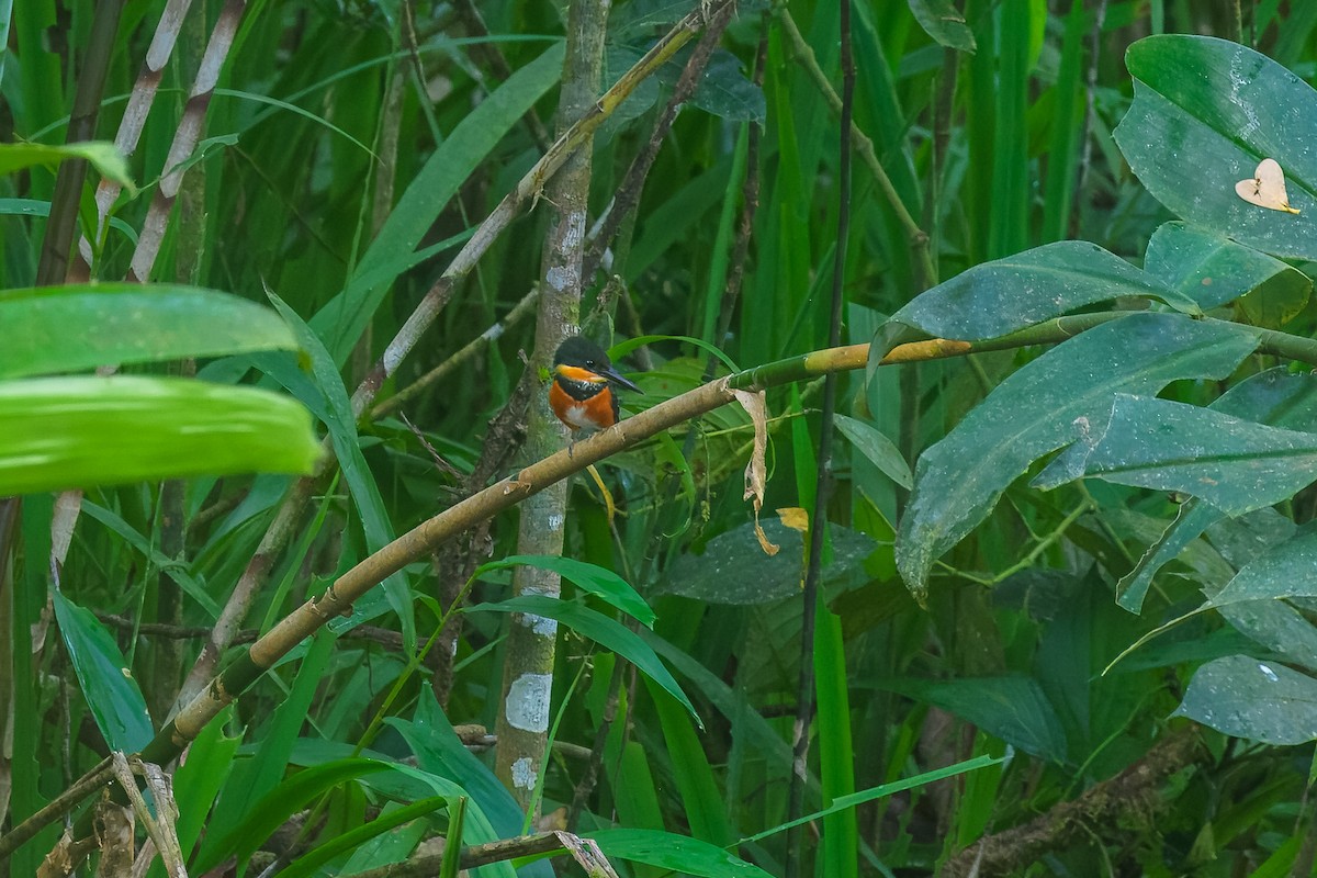 American Pygmy Kingfisher - ML646350124