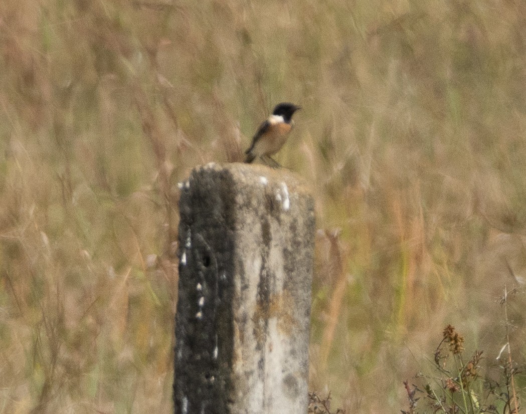 Siberian Stonechat - ML646350125