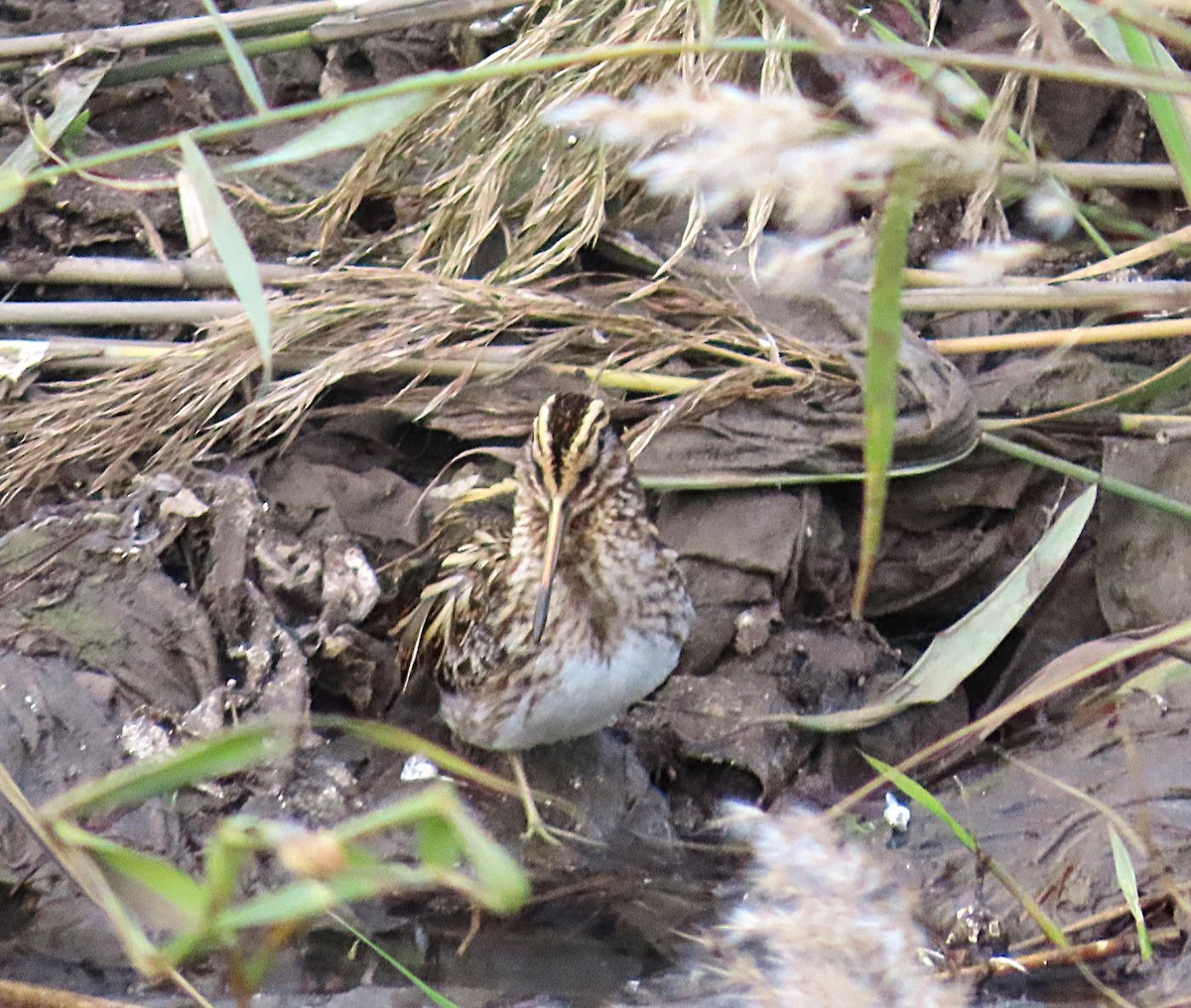 Jack Snipe - ML646350126