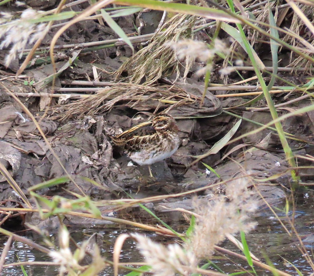 Jack Snipe - ML646350127