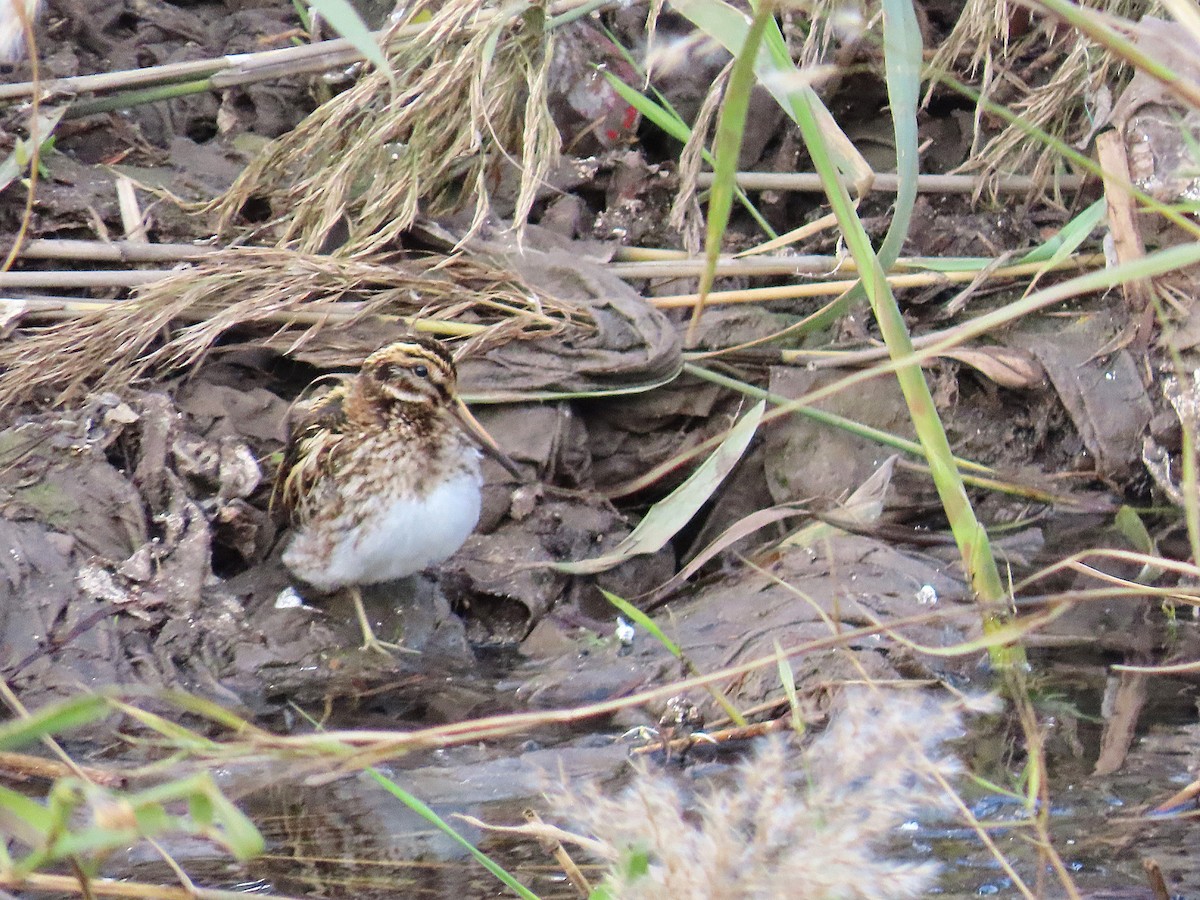 Jack Snipe - ML646350130