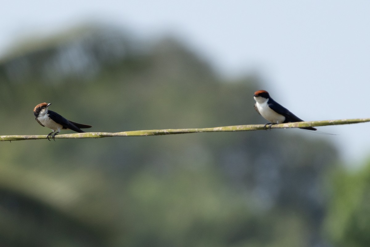 Wire-tailed Swallow - ML646350133