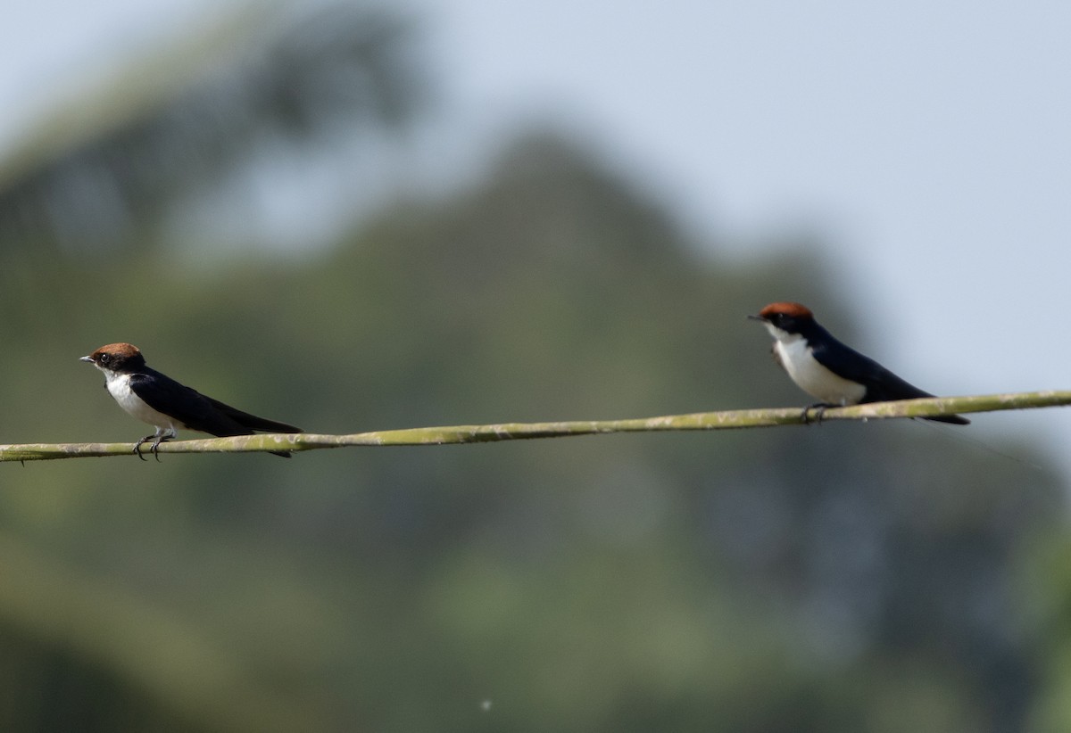 Wire-tailed Swallow - ML646350134