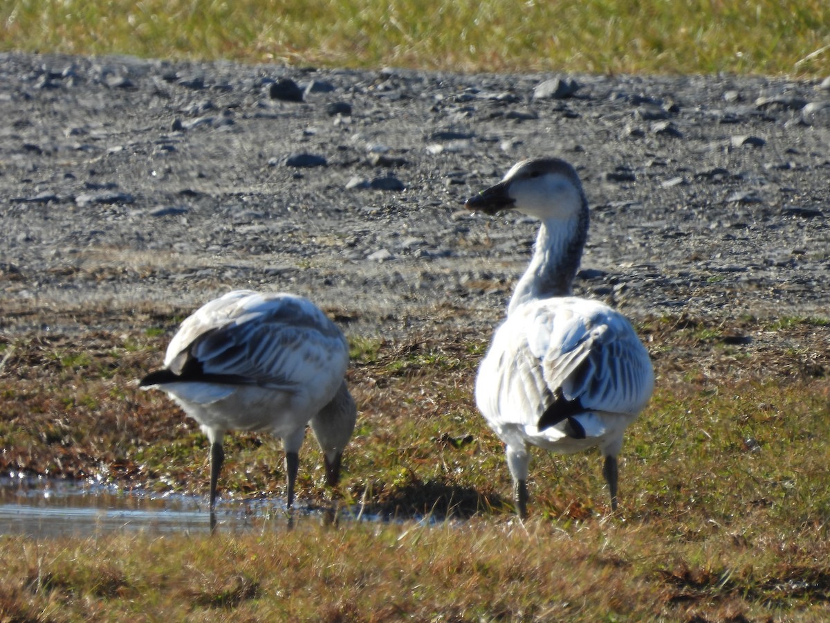 Snow Goose - ML646350135
