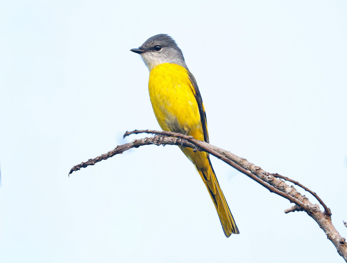 Graukehl-Mennigvogel [solaris-Gruppe] - ML646350137