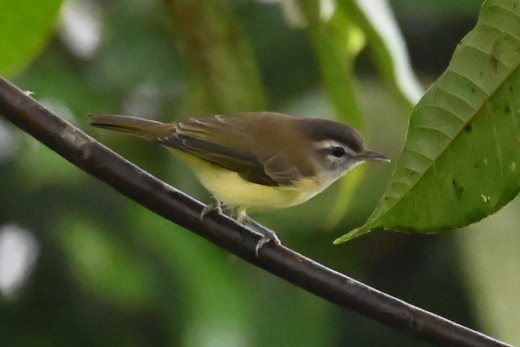Brown-capped Vireo - ML646350138