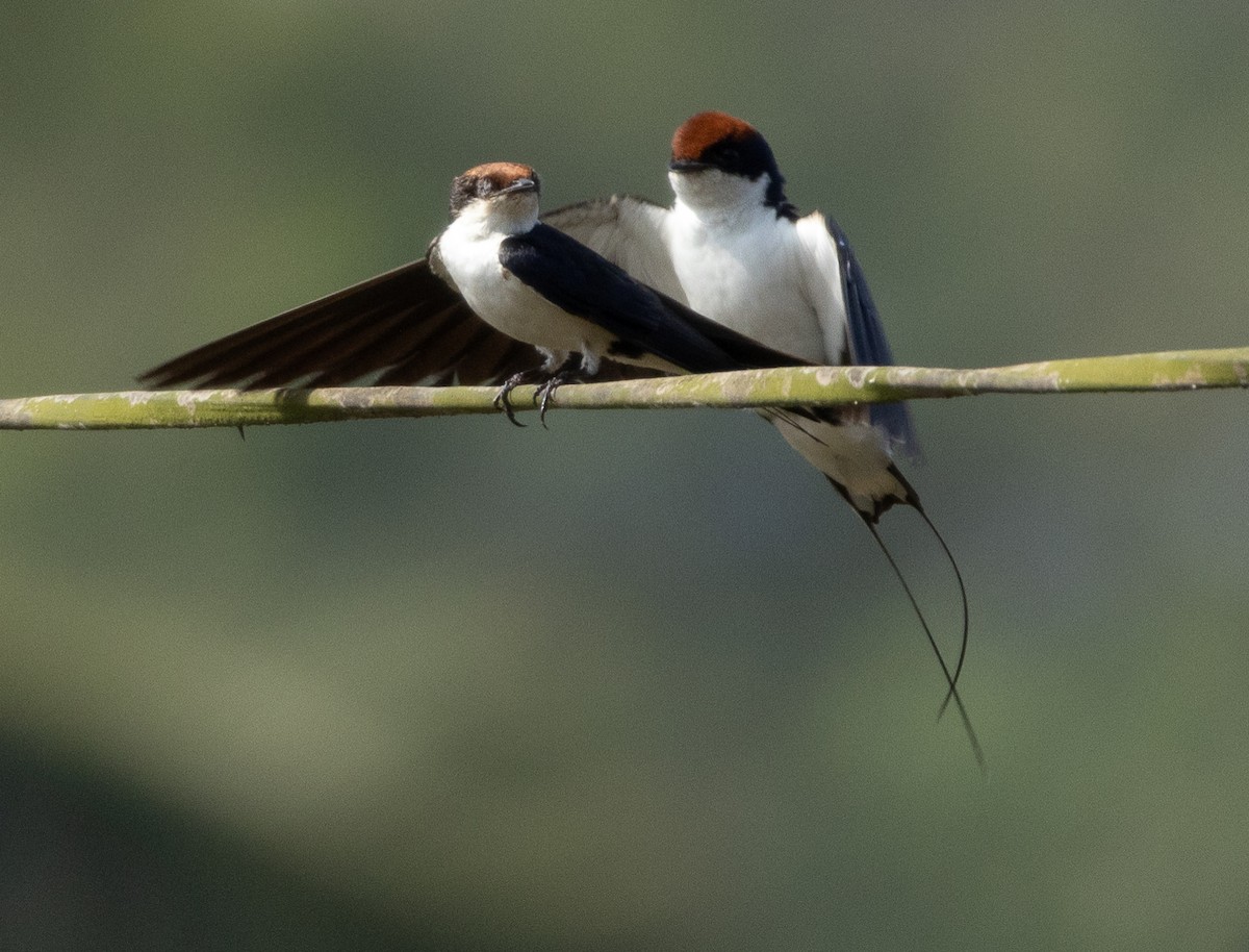 Wire-tailed Swallow - ML646350139