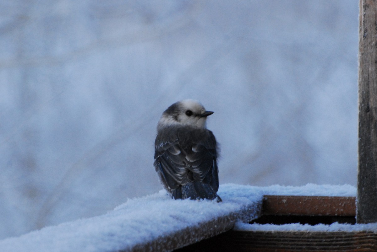 Canada Jay - ML646350141