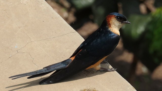 vlaštovka velká - ML646350142